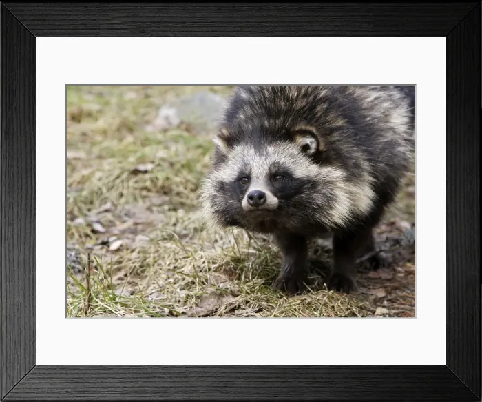 Framed Print : Raccoon Dog Framed Print : Raccoon Dog