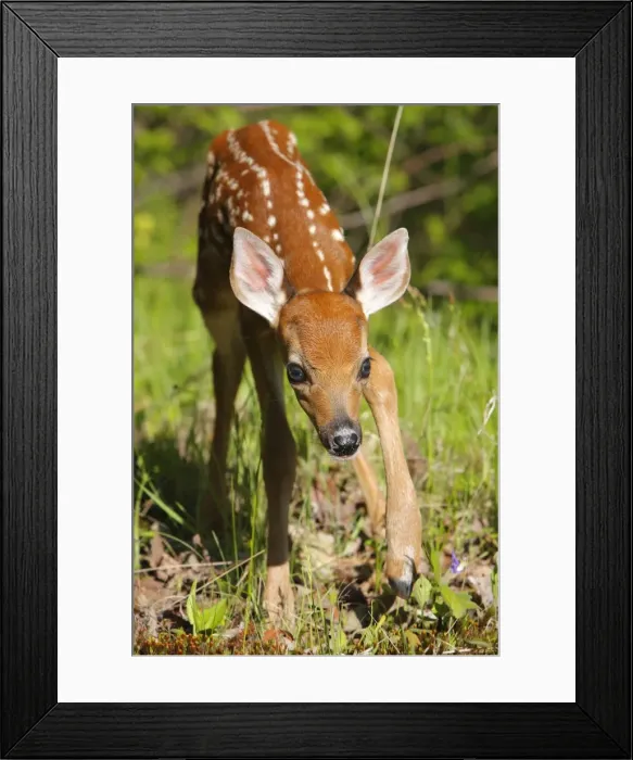 Framed Print : White-tailed Deer - fawn. Minnesota - USA Framed Print : White-tailed Deer - fawn. Minnesota - USA