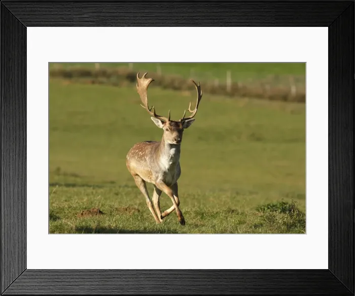 Framed Print : Fallow deer - male. France Framed Print : Fallow deer - male. France