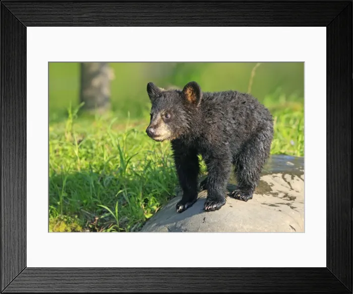 Framed Print : Black Bear - Spring cub 4 months old. Minnesota - USA Framed Print : Black Bear - Spring cub 4 months old. Minnesota - USA