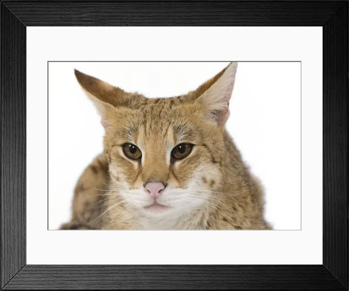 Framed Print : Cat - Savannah Brown Tabby - lying down Framed Print : Cat - Savannah Brown Tabby - lying down