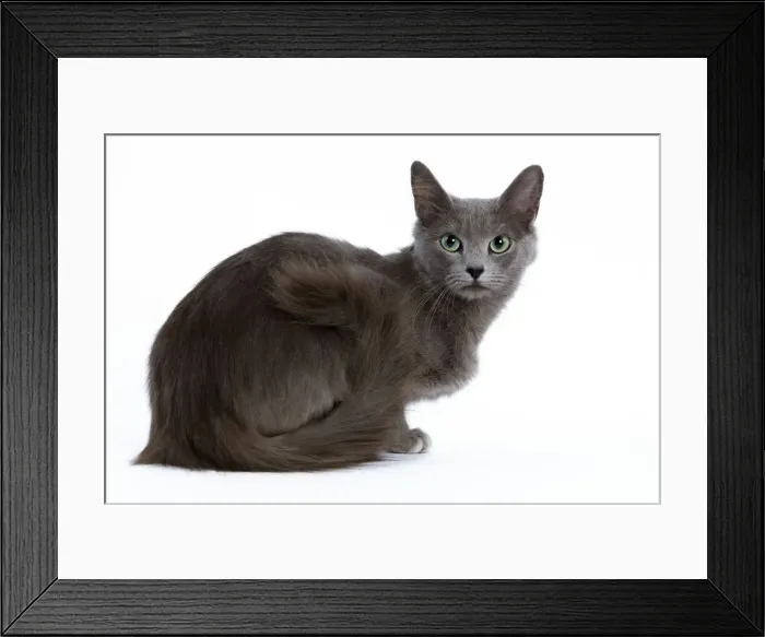 Framed Print : Cat - Nebelung - sitting down Framed Print : Cat - Nebelung - sitting down