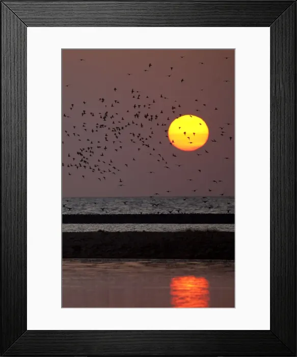 Framed Print : Knot - Landing on sand bar in sunset - September - North Norfolk - UK Framed Print : Knot - Landing on sand bar in sunset - September - North Norfolk - UK