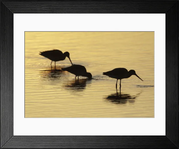 Framed Print : Black-tailed Godwit - feeding in lake at sunset - Texel - Holland Framed Print : Black-tailed Godwit - feeding in lake at sunset - Texel - Holland