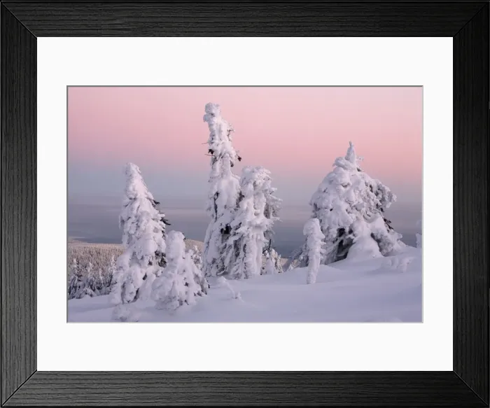 Framed Print : Norway Spruce - trees covered in snow and ice - Brocken mountain - National Park Hochharz - Saxony-Anhalt - Germany Framed Print : Norway Spruce - trees covered in snow and ice - Brocken mountain - National Park Hochharz - Saxony-Anhalt - Germany