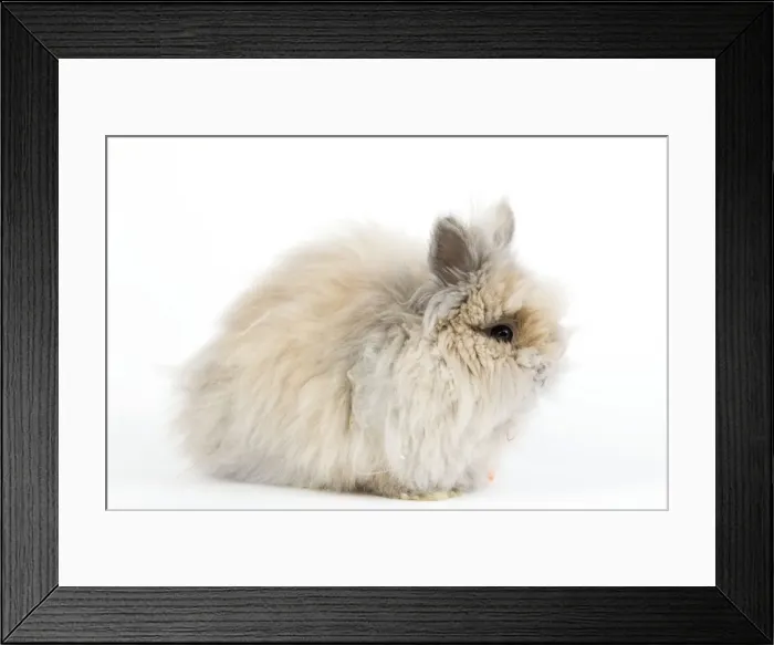 Framed Print : Rabbit - Dwarf Angora Blue and Tawny Framed Print : Rabbit - Dwarf Angora Blue and Tawny