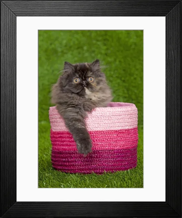 Framed Print : Cat - Persian kitten in pink basket Framed Print : Cat - Persian kitten in pink basket