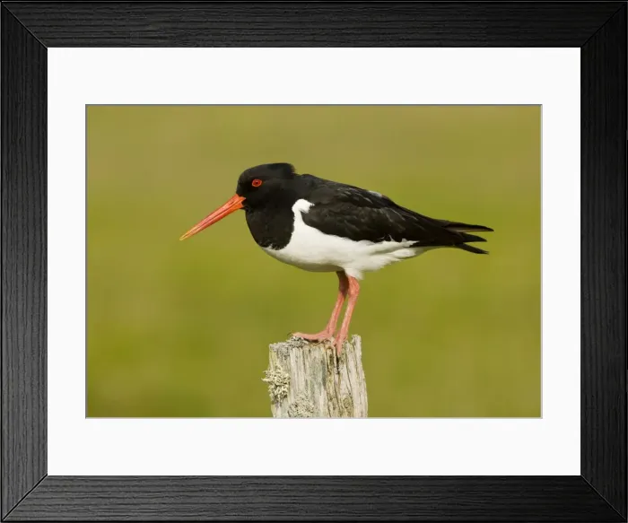 Framed Print : Oystercatcher - on post - in breeding season, South Uist, Outer Hebrides, Scotland Framed Print : Oystercatcher - on post - in breeding season, South Uist, Outer Hebrides, Scotland