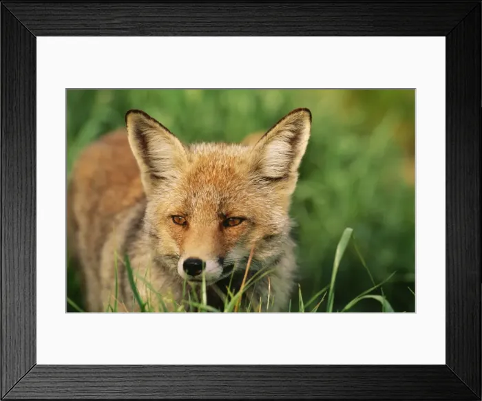 Framed Print : Red Fox TD 950 Male Vulpes vulpes © Thomas Dressler / ARDEA LONDON Framed Print : Red Fox TD 950 Male Vulpes vulpes © Thomas Dressler / ARDEA LONDON