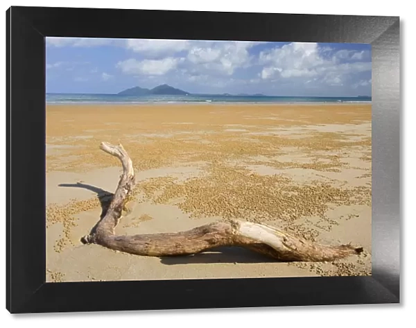 Beach and Dunk Island - dead tree branch stranded on famous Mission Beach. Dunk Island, a major tourist destination, is visible in the background - Mission Beach, Queensland, Australia
