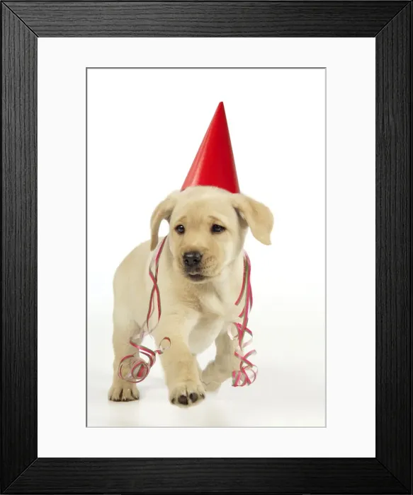 Framed Print : Dog. 8 week old labrador puppy in party hat and streamers Digital Manipulation: party hat, streamers JD Framed Print : Dog. 8 week old labrador puppy in party hat and streamers Digital Manipulation: party hat, streamers JD
