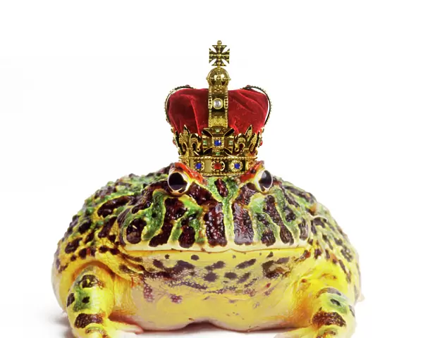 Frog Prince - wearing crown