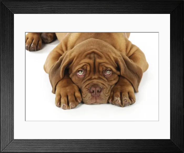 Framed Print : DOG. Dogue de bordeaux puppy laying down (head shot) Framed Print : DOG. Dogue de bordeaux puppy laying down (head shot)