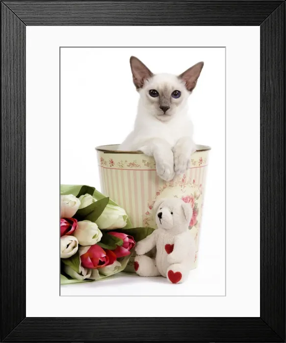 Framed Print : Cat - Balinese - Kitten in bin with teddy and flowers Framed Print : Cat - Balinese - Kitten in bin with teddy and flowers