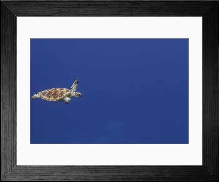Framed Print : Green Sea Turtle - swimming. Atol de Cosmoledo - Seychelles - Indian Ocean Framed Print : Green Sea Turtle - swimming. Atol de Cosmoledo - Seychelles - Indian Ocean