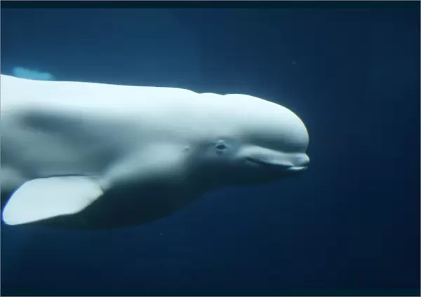 Beluga  /  White Whale. Vancouver Aquarium - British Colombia - Canada