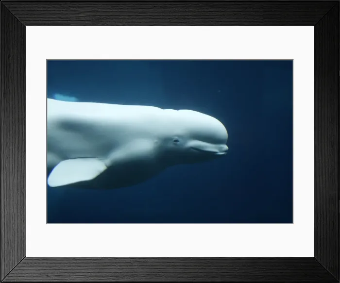 Framed Print : Beluga / White Whale. Vancouver Aquarium - British Colombia - Canada Framed Print : Beluga / White Whale. Vancouver Aquarium - British Colombia - Canada