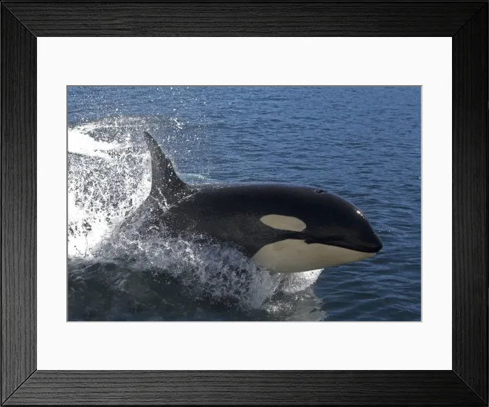 Framed Print : Orca / Killer Whale - leaping / jumping. Johnstone Strait - British Colombia - Canada Framed Print : Orca / Killer Whale - leaping / jumping. Johnstone Strait - British Colombia - Canada
