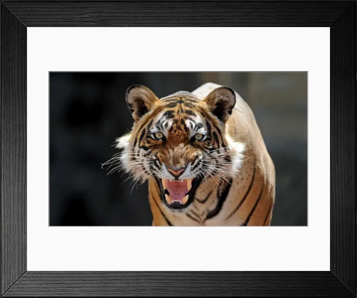 Framed Print : Bengal / Indian Tiger - snarling - Ranthambhore National Park - Rajasthan - India Framed Print : Bengal / Indian Tiger - snarling - Ranthambhore National Park - Rajasthan - India