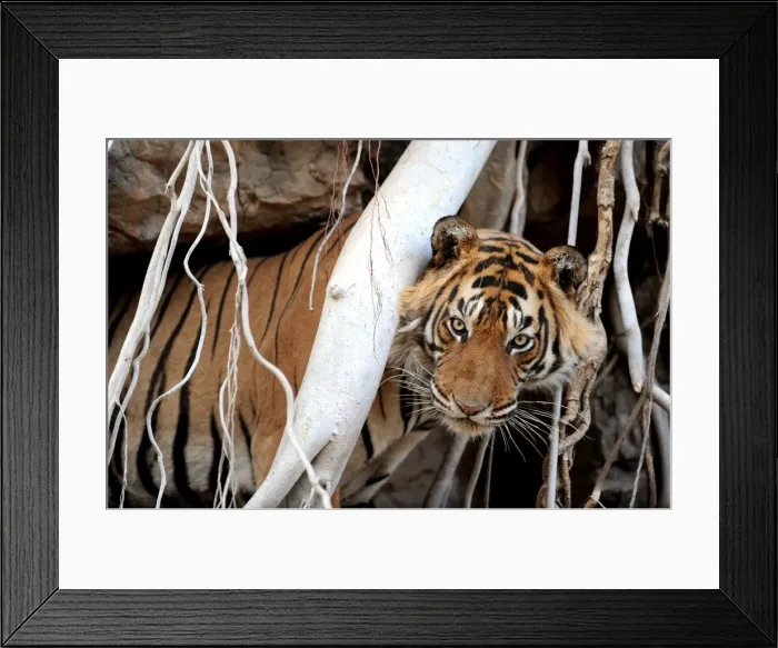 Framed Print : Bengal  /  Indian Tiger - in Banyan Tree roots - Ranthambhore National Park - Rajasthan - India
