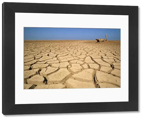 Drought TD 15 Cracked earth in the dry Huab River-mouth. Skeleton Coast Park, Namibia Africa © Thomas Dressler  /  ARDEA LONDON