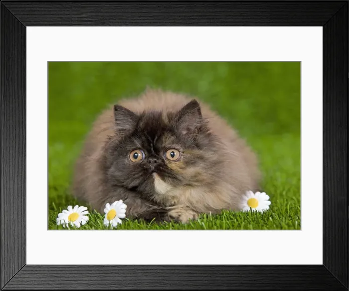 Framed Print : Cat - Persian kitten in garden amongst flowers Framed Print : Cat - Persian kitten in garden amongst flowers