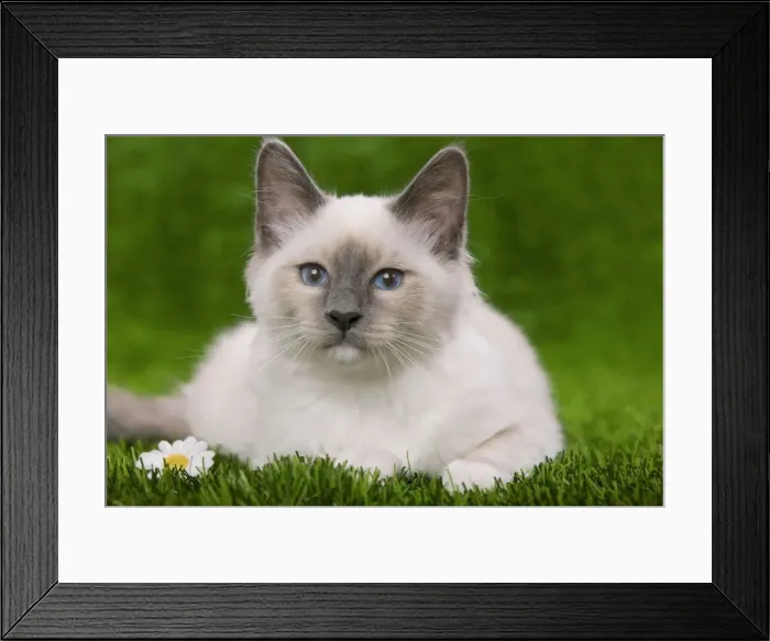 Framed Print : Cat - Birman - kitten lying down in grass with flowers Framed Print : Cat - Birman - kitten lying down in grass with flowers