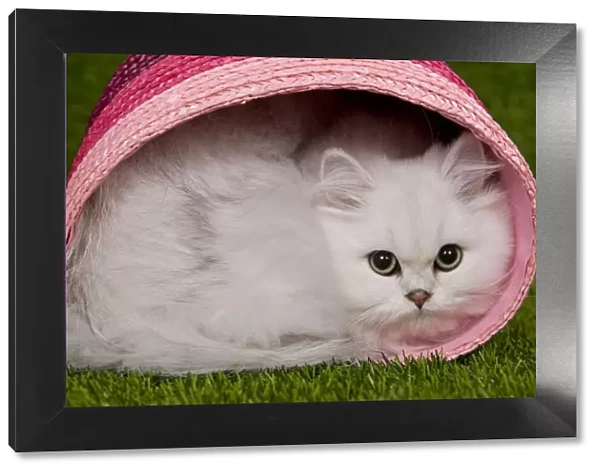 Cat - Persian Chinchilla - Kitten curled up in pink basket