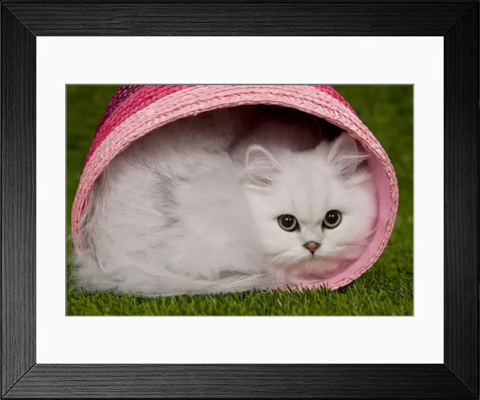 Framed Print : Cat - Persian Chinchilla - Kitten curled up in pink basket Framed Print : Cat - Persian Chinchilla - Kitten curled up in pink basket