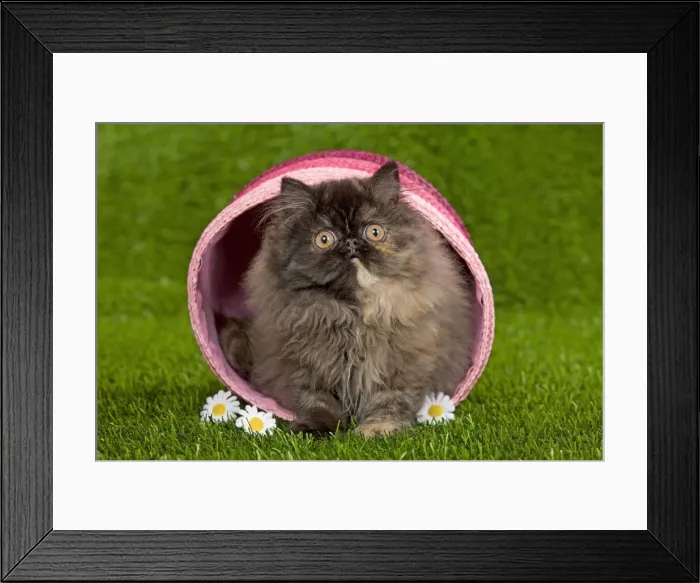 Framed Print : Cat - Persian kitten in pink basket Framed Print : Cat - Persian kitten in pink basket