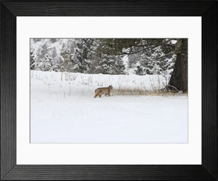 Framed Print : Bobcat - in snow. Montana - USA Framed Print : Bobcat - in snow. Montana - USA