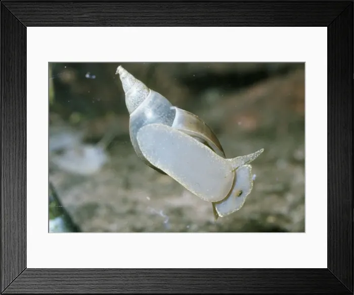 Framed Print : Pond Snail / Great Pond Snail Framed Print : Pond Snail / Great Pond Snail