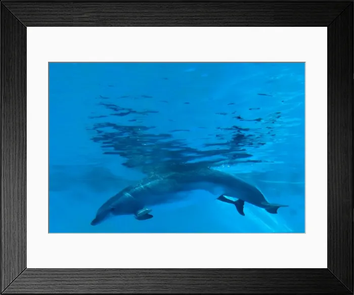 Framed Print : Bottlenose Dolphin - birth process has started - with tail out - Oltremare lagoon – Riccione – Italy The pregnancy lasted 54 weeks Framed Print : Bottlenose Dolphin - birth process has started - with tail out - Oltremare lagoon – Riccione – Italy The pregnancy lasted 54 weeks