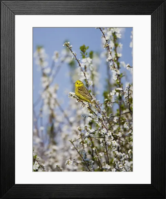 Framed Print : Yellowhammer - adult male - perched on white blossom - Oxon - UK - April Framed Print : Yellowhammer - adult male - perched on white blossom - Oxon - UK - April