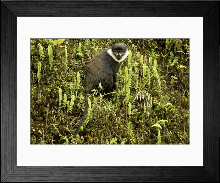 Framed Print : L'Hoest's Monkey - Nyungwe - Rwanda - Africa Framed Print : L'Hoest's Monkey - Nyungwe - Rwanda - Africa