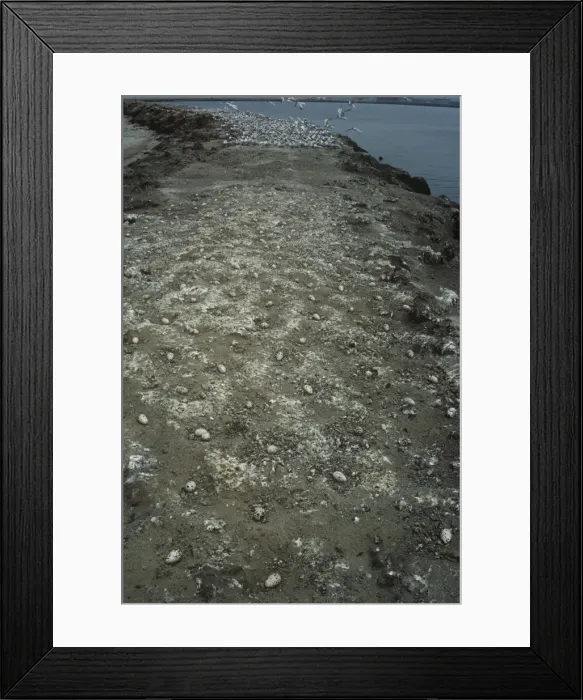 Framed Print : Elegant Terns - eggs in nests Framed Print : Elegant Terns - eggs in nests
