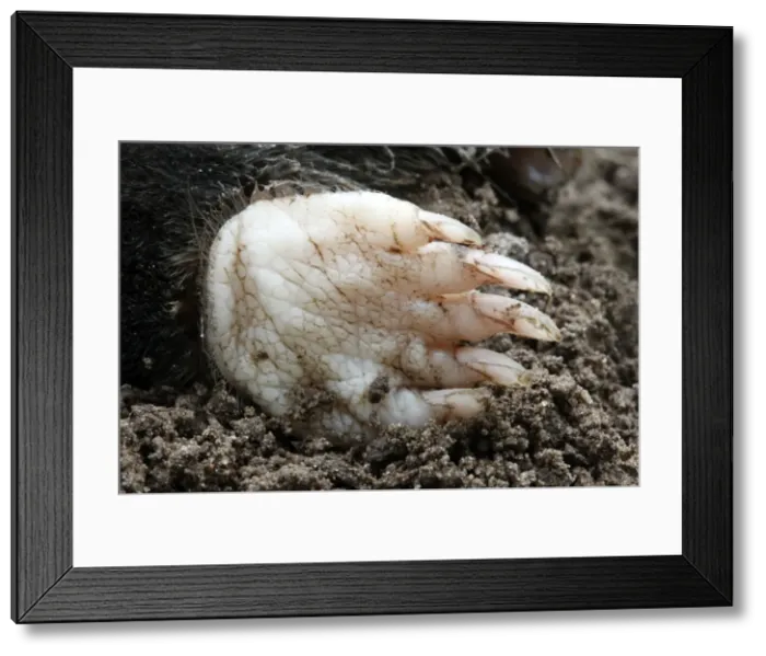 Framed Print : Mole - eating worm. Bay of Somme -Picardie - France Framed Print : Mole - eating worm. Bay of Somme -Picardie - France