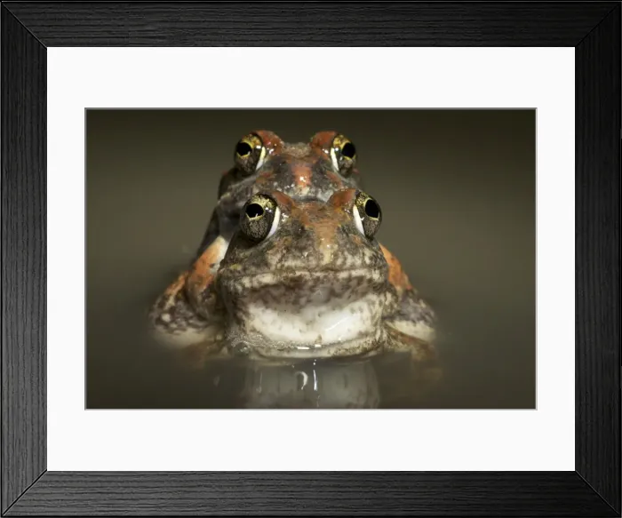 Framed Print : Tanzania Sand Frog - couple mating in water - Tanzania - Africa Framed Print : Tanzania Sand Frog - couple mating in water - Tanzania - Africa