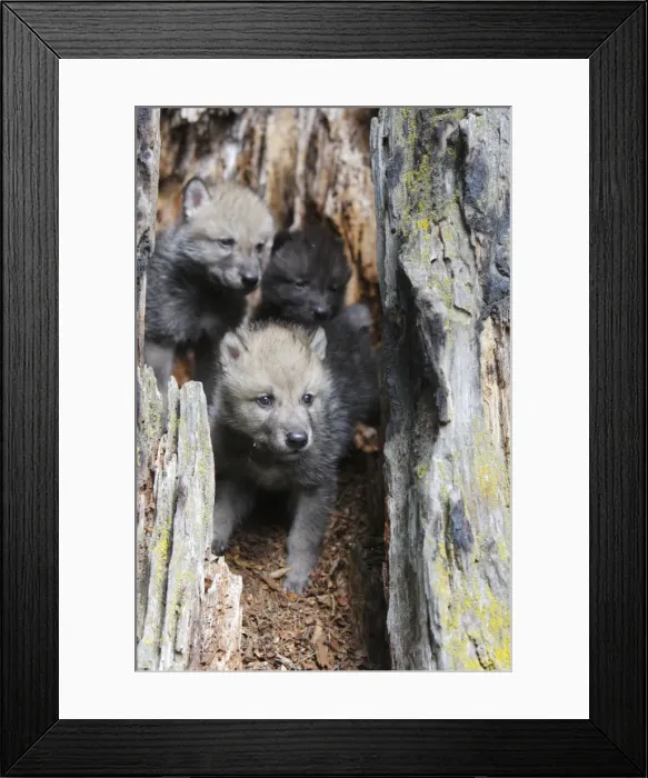 Framed Print : Timber / Grey Wolf - cubs. Minnesota - USA Framed Print : Timber / Grey Wolf - cubs. Minnesota - USA
