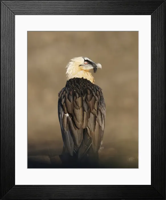 Framed Print : Lammergeier / Bearded Vulture - adult - Spanish Pyrenees - January Framed Print : Lammergeier / Bearded Vulture - adult - Spanish Pyrenees - January