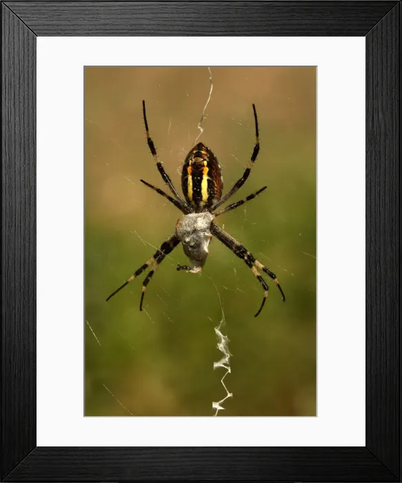 Framed Print : Wasp-like Spider - with prey - Provence - France Framed Print : Wasp-like Spider - with prey - Provence - France