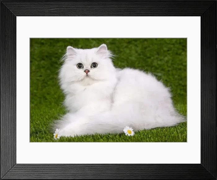 Framed Print : Cat - Persian Chinchilla - Kitten lying down on grass amongst flowers Framed Print : Cat - Persian Chinchilla - Kitten lying down on grass amongst flowers