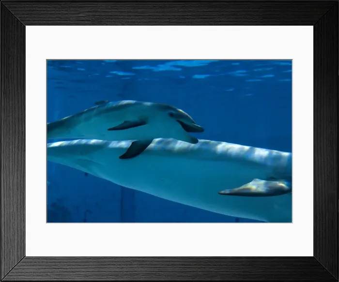 Framed Print : Bottlenose Dolphin - recently born calf swims with mother - Oltremare lagoon – Riccione – Italy The pregnancy lasted 54 weeks. The male calf was born July 2nd 2010 at 8 Framed Print : Bottlenose Dolphin - recently born calf swims with mother - Oltremare lagoon – Riccione – Italy The pregnancy lasted 54 weeks. The male calf was born July 2nd 2010 at 8