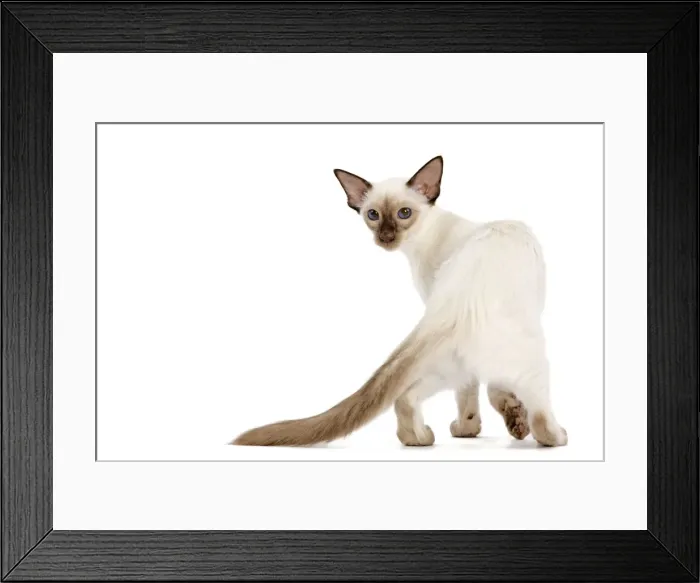 Framed Print : Cat - Balinese - kitten walking - looking back Framed Print : Cat - Balinese - kitten walking - looking back