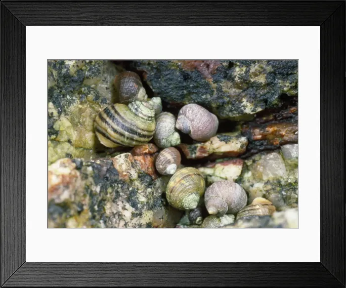 Framed Print : Periwinkles - in seashore rock crevice UK Framed Print : Periwinkles - in seashore rock crevice UK