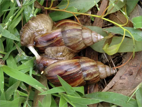 Giant African Snails: mating, exchanging love darts'. Widely distributed in the tropics