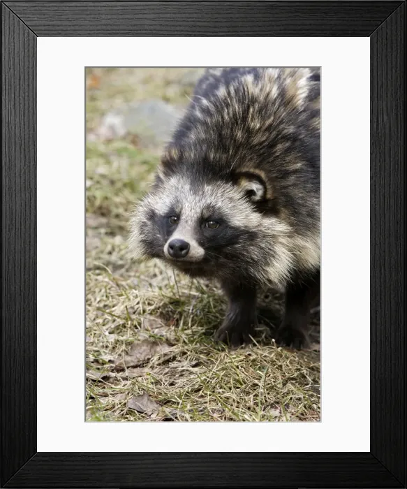 Framed Print : Raccoon Dog Framed Print : Raccoon Dog