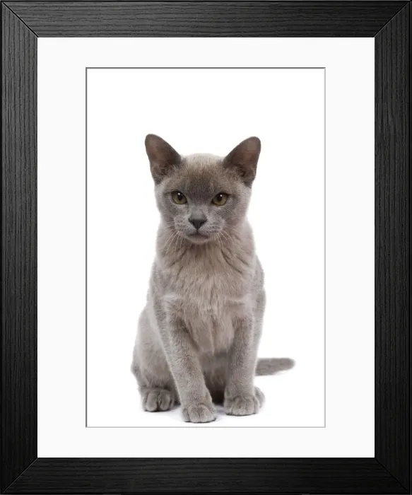 Framed Print : Cat - Burnmese Lilac Framed Print : Cat - Burnmese Lilac