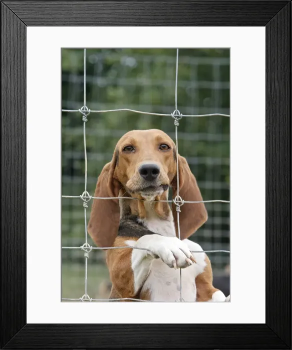 Framed Print : Dog - Bassett Hound - used for hunting Framed Print : Dog - Bassett Hound - used for hunting