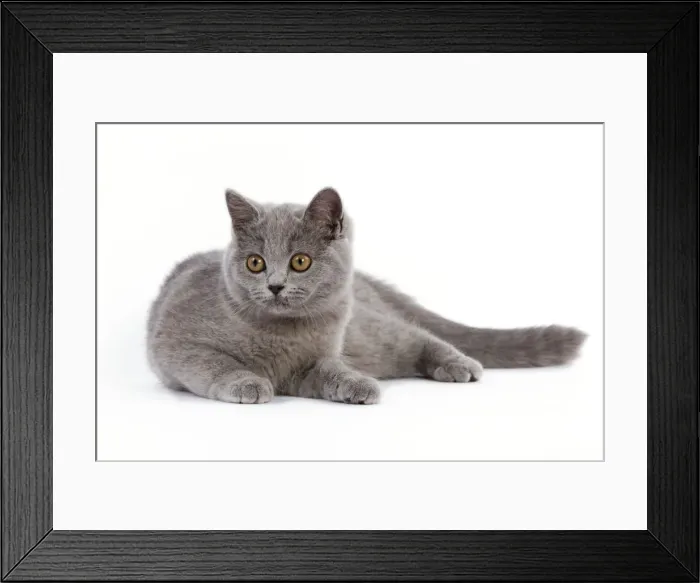 Framed Print : Cat - British Short Hair Blue - Kitten lying down Framed Print : Cat - British Short Hair Blue - Kitten lying down